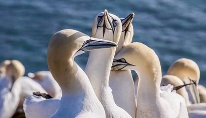 mk体育APP-媒体人分享朱彦西生涯名场面：你最喜欢朱西的哪一个三分？