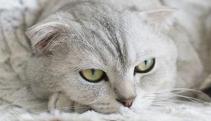 mk体育APP-媒体人分享朱彦西生涯名场面：你最喜欢朱西的哪一个三分？