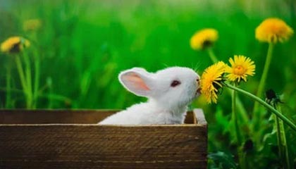 安卓下载-凯发官方网站：开启安全、透明、极致体验的在线娱乐新纪元